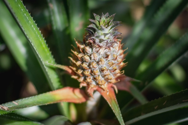 Pineapple Plant Fruit